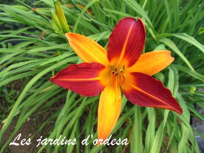 Hemerocallis frantz hall
